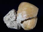 Terebratula ampulla (BROCCHI 1814) - Bild © FossNet FossilienStore